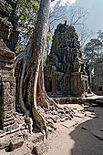 Ta Prohm temple - silk-cotton trees rising over the ruins